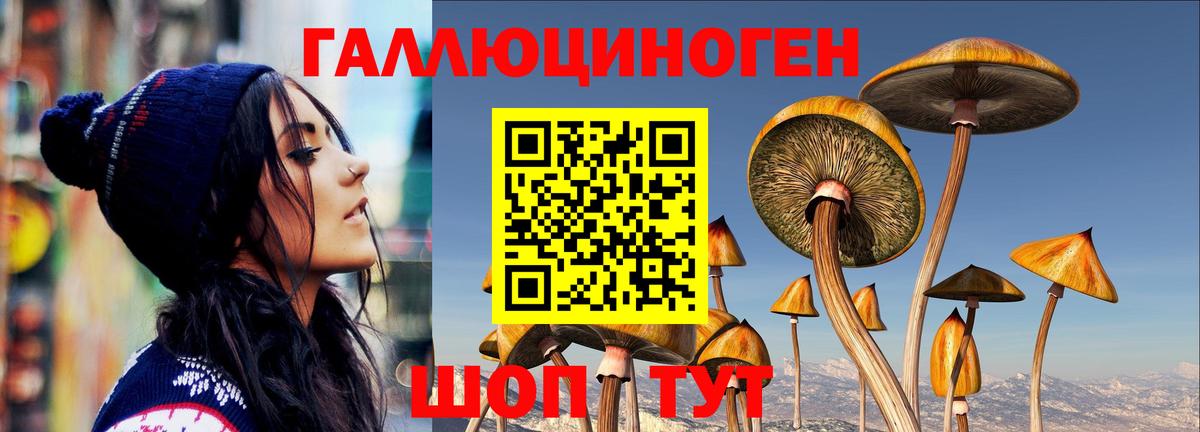 Псилоцибиновые грибы Psilocybine cubensis Ахтубинск